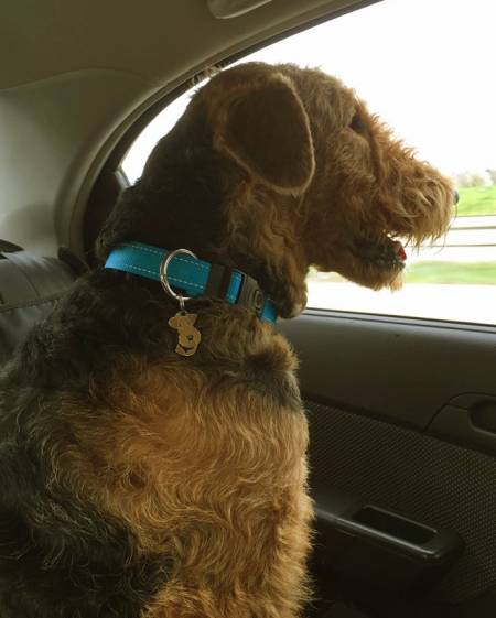 airedale terrier lir.jpg